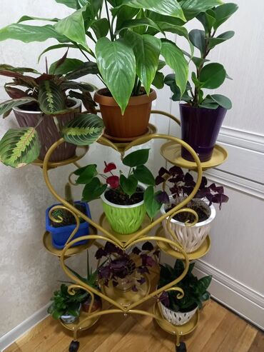 полки под цветы напольные: Декор для дома и сада, Кашпо и цветники, Самовывоз, Платная доставка