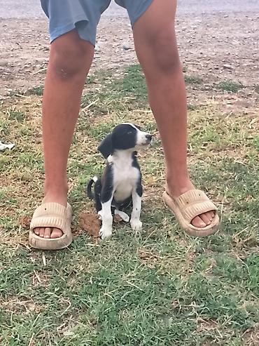 выгул: Щенок, черно‑белая окраска с белыми «носочками» и грудкой. Активный — 1