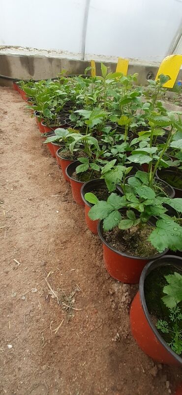 Фрукты и ягоды: Ежевика сортовая ремонтантная и летняя Сорта прошедшие сортоиспытание — 17