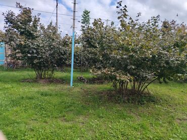 Həyət evləri və villaların satışı: Ev Xaçmaz-Xudat yoluna yaxın məsafədə yerləşir.25 sot həyətyanı sahədə -da lalafo.az — 5 Həyət evləri və villaların satışı: Ev Xaçmaz-Xudat yoluna yaxın məsafədə yerləşir.25 sot həyətyanı sahədə — 5