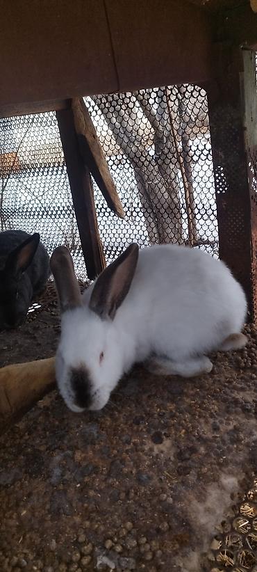 Кролики: Продаю | Кролик самец, Крольчиха (самка) — 9