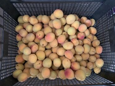 гусь купить мясо: Абрикосы Оптом