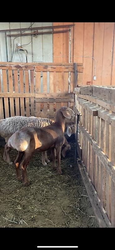Продаю | Овца (самка) | Для разведения | Матка at lalafo.kg — 4 Продаю | Овца (самка) | Для разведения | Матка — 4
