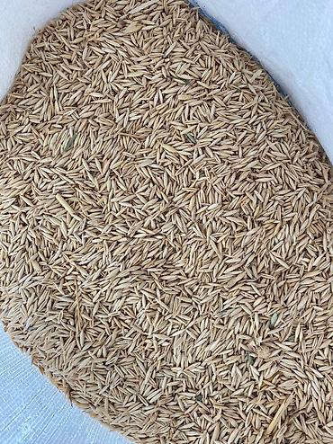 Sainfoin seeds: Семена беде урук Эксцпарсет жугору сулуу арпа урук бар месный баарына — 8