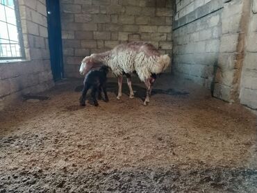 qurbanliq qoyun satisi: Dişi, il: 2, Ünvandan götürmə