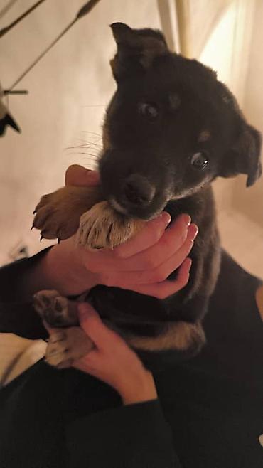 Отдам даром собаку: ПРИЮТ СОБАЧЕК большой выбор много красивых щенков и умных собак. ВСЕ — 28