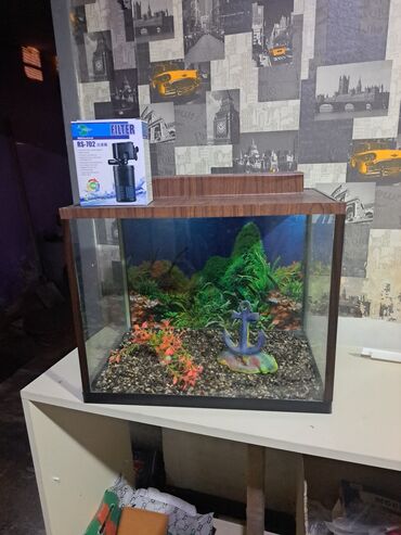 Dekorativ elementlərlə təchiz edilmiş akvarium. İçərisində qaya