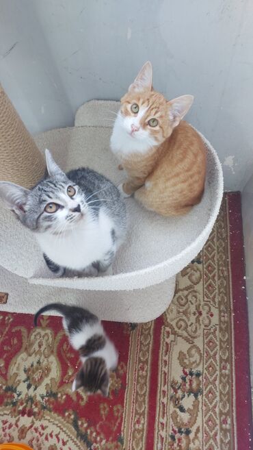 Pişiklər: Sekilleri cevirib baxin her bir piwik pulsuz sahiblendirilir. wp — 8