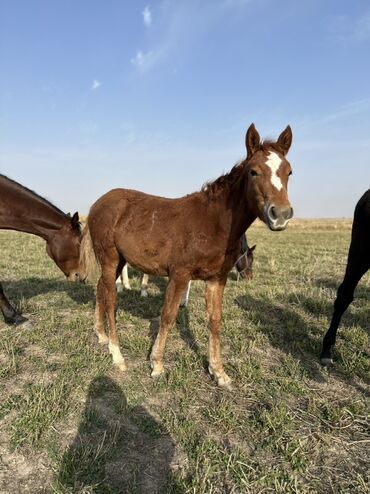 Лошади, кони: Продаю | Жеребенок, Жеребец, Кобыла (самка) | Кара Жорго | Для молока, Для разведения, На забой — 13