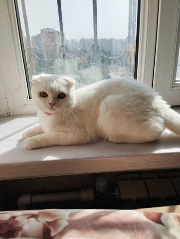 отдам котят в хорошие руки бесплатно: Şotland, Dişi, Yaxşı əllərə