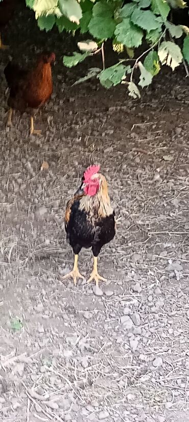 Akvariumlar: Xoruz, il: 1, Ünvandan götürmə