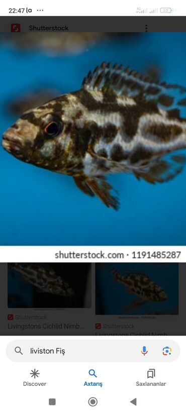 Akvariumlar: Liviston Balığı satılır. Bu balıqlar gec tapılan balıq növüdür