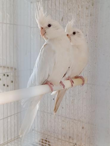 touz quşu: Növ: Ay rengi Karella quşu dişi. Say: 1 eded Xüsusiyyətlər: - Uzun — 1