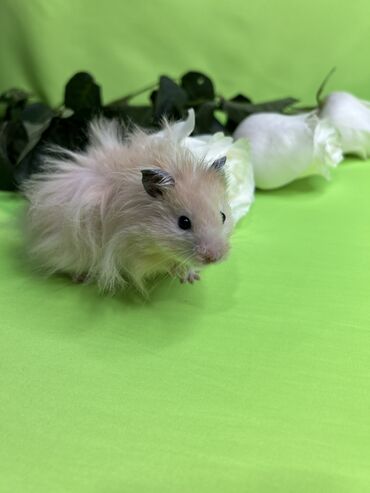 Хомяки: Продаются хомячки джунгарские, сирийские, ангорские пушистые хомячки — 14