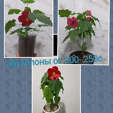 Другие садовые цветы и кустарники: Абутилон (комнатный клён) — саженцы в стаканчиках. Сорт с крупными — 13