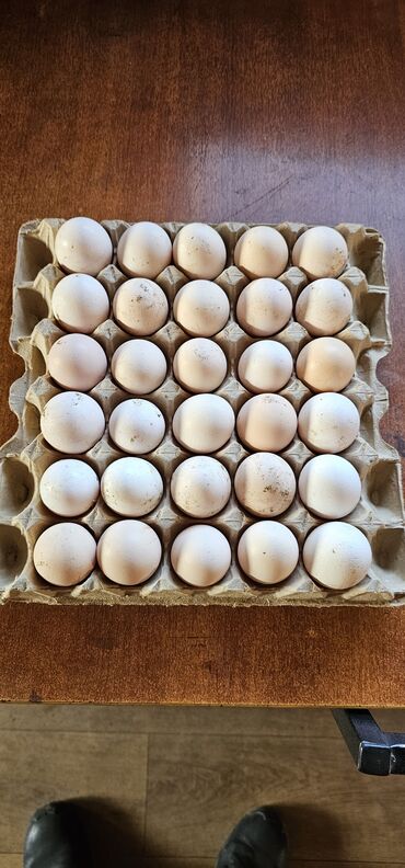 Куры, петухи: Продаю Инкубационное Яйцо!!! Хай Лайн Соня (Несушка) отличная порода