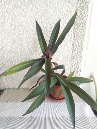 gvineja cvece slike: Tradescantia spathacea - Mojsijeva kolevka / 35 cm ♦️ Prodaje se