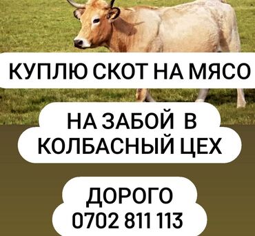 дойных коров: В Колбасный цех принимаем дорого коров, быков, телок и лошадей А