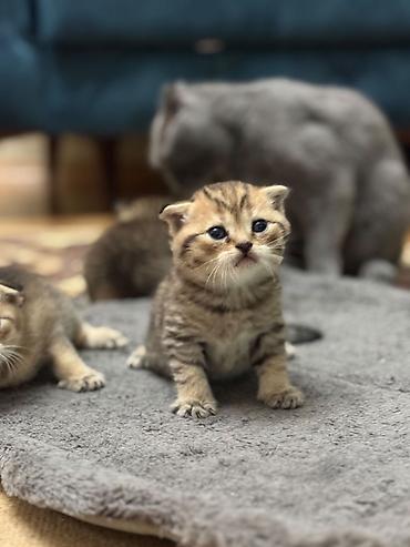 Кошки: Золотая шиншилла, Самец, Бесплатная доставка — 1