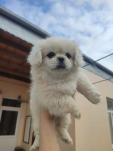 it cütləşdirmək: Pekines, 2 ay, Dişi, Peyvəndli, Rayonlara çatdırılma