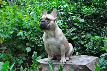 Вязка собак: Французский бульдог для вязки. Выставочный мальчик, привозной, даёт — 3