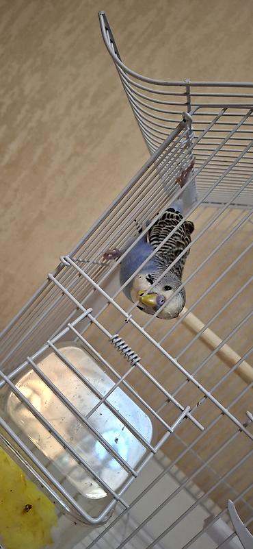 Qəfəslər: Dalğalı tutuquşu və qəfəs dəsti - Növ: dalğalı tutuquşu (budgerigar) — 3