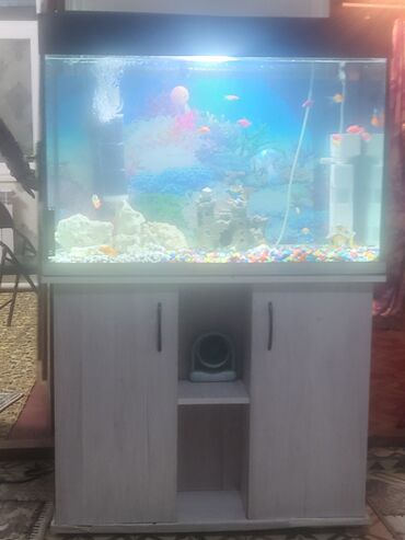 форель молек: Продаются аквариум с рыбками 250 литр