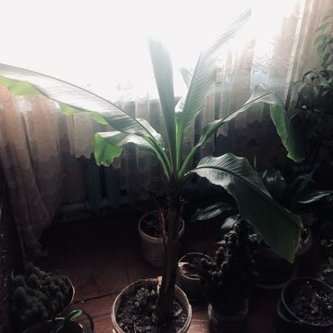 продаю комнатные растения: Продаю дерево Банан
Цену уступим!!