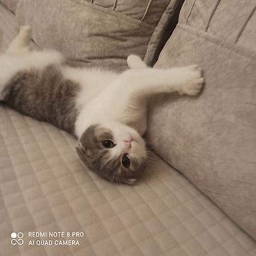 ragdoll pişik: Şotland, Dişi, Ünvandan götürmə — 1