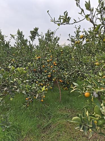 ağac gülləri: Astara rayon kijəbə qəsəbəsində yola yaxın məsafədə 15sot həyətyanı — 7