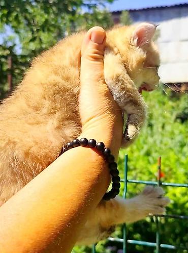 котята свинкс: Скотиш Страйт (Шотландская прямоухая), 1 месяц, Девочка, Золотая шиншилла, Приучена к лотку — 3