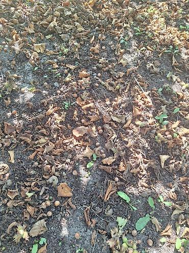 xacmaz rayon: 17 sot, Tikinti, Mülkiyyətçi — 7