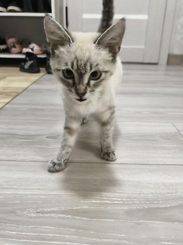 скоттиш страйт: Кошка даром: Сиамская, 4 месяца, Девочка, Приучена к лотку — 1
