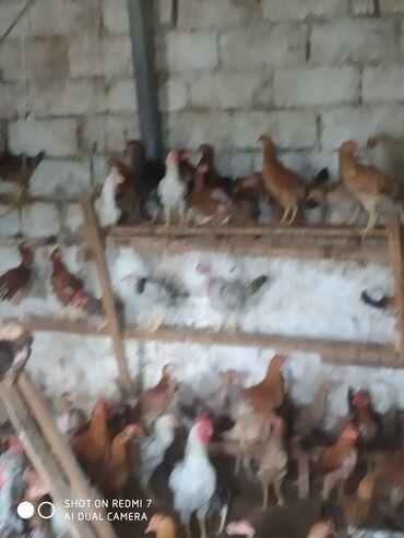 Cücələr: Toyuq cücələri, Damazlıq — 11