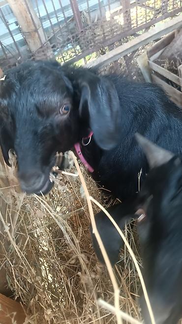 Продам с/х животных: Продаю | Коза (самка), Козёл (самец) | Зааненская, Битал — 1