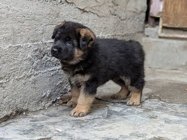 сколько стоит собака хаски щенок: Немецкая овчарка, 2 месяца, Самец, С родословной