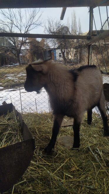 продаю бычки герофорды: Продаю | Козёл (самец), Козлёнок | Для разведения | Племенные