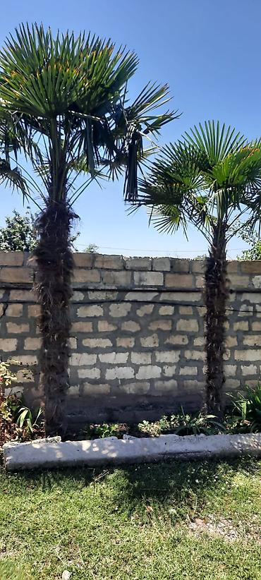 sam agaclari: Palma ağacları 5i bir yerde satılır unvan Bərdə rayonu - Növ — 3