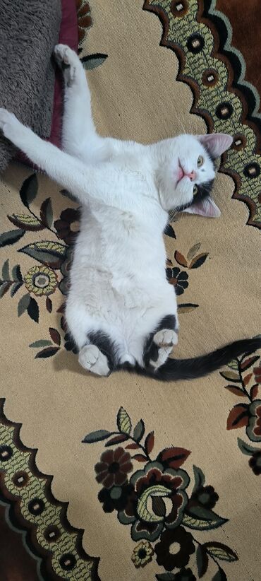 Pişiklər: Erkək, Yaxşı əllərə -da lalafo.az — 3 Pişiklər: Erkək, Yaxşı əllərə — 3