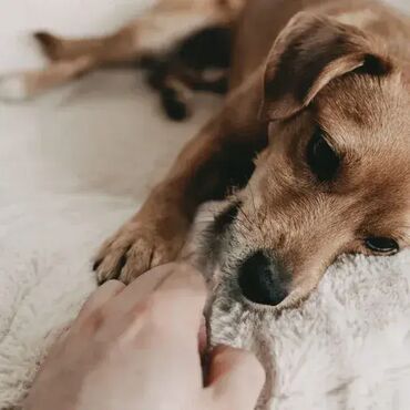 Oprema za kućne ljubimce: Četkica za zube Za Pse - LILA LOVES IT; Efikasno čisti zube, desni i — 7
