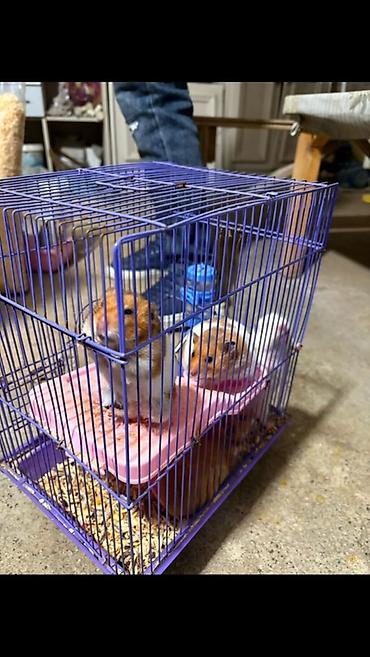 qəfəsi: Bənövşəyi tel qəfəsdə hamsterlər üçün tam dəst - Rəng: bənövşəyi tel — 1