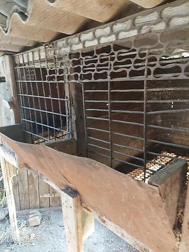 Птицы: Продаю Клетки для Птицы, Цыплят, Кроликов, Нутрий крепкие из — 10