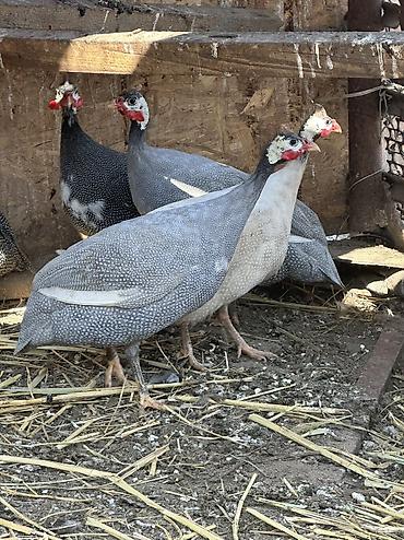 Птицы: 10 голов — 7