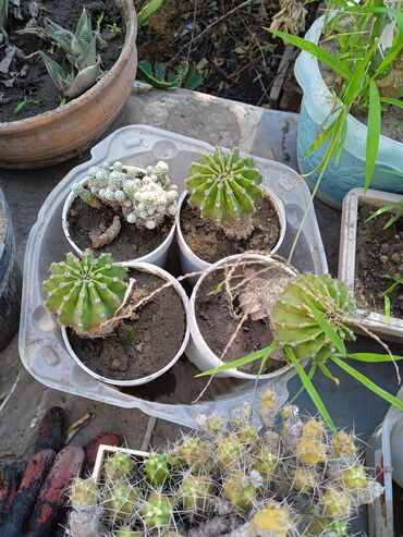 Кактусы: Продам кактусы — 10