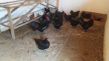 cucə yuvası: Toyuq, Australorp, Damazlıq — 2