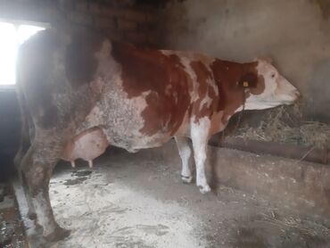 inek simental: Dişi, Simental, il: 1, | Damazlıq, Südlük