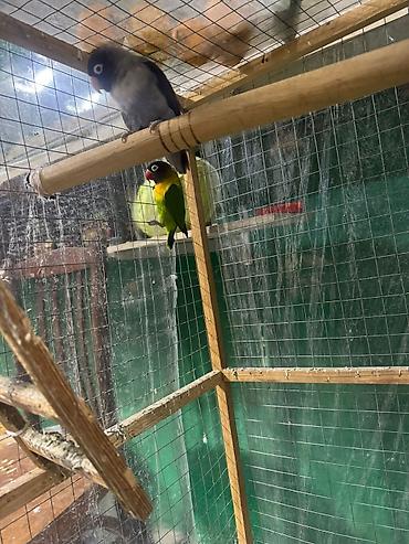 Tutuquşları: Məhsul: Sevgi quşları (Agapornis) Ünvan. 4 mkr dairəsi Təsvir: - — 6