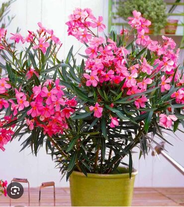 Ağaclar: Yalnız bizim təsərfatimizda bölgələrə uyğun olaraq ağacların kok — 27