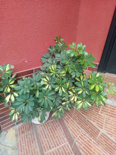 Otaq bitkiləri: Şefler ve her cür ev güllərin satışı mövcudu isdediyiniz gülün — 10