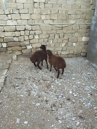 Quzu: Bir erkek bir dişi Qala quzusu cütü 550 manata tək satilmir .qiymət — 9